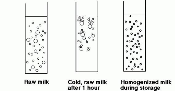 Homogenised Milk and Whole Milk
